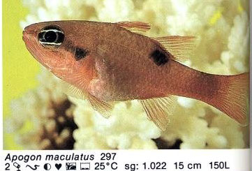 Apogon maculatus
